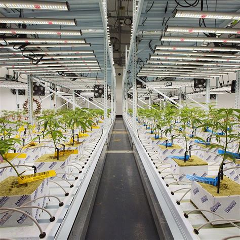 Cannabis Equipment Loans .